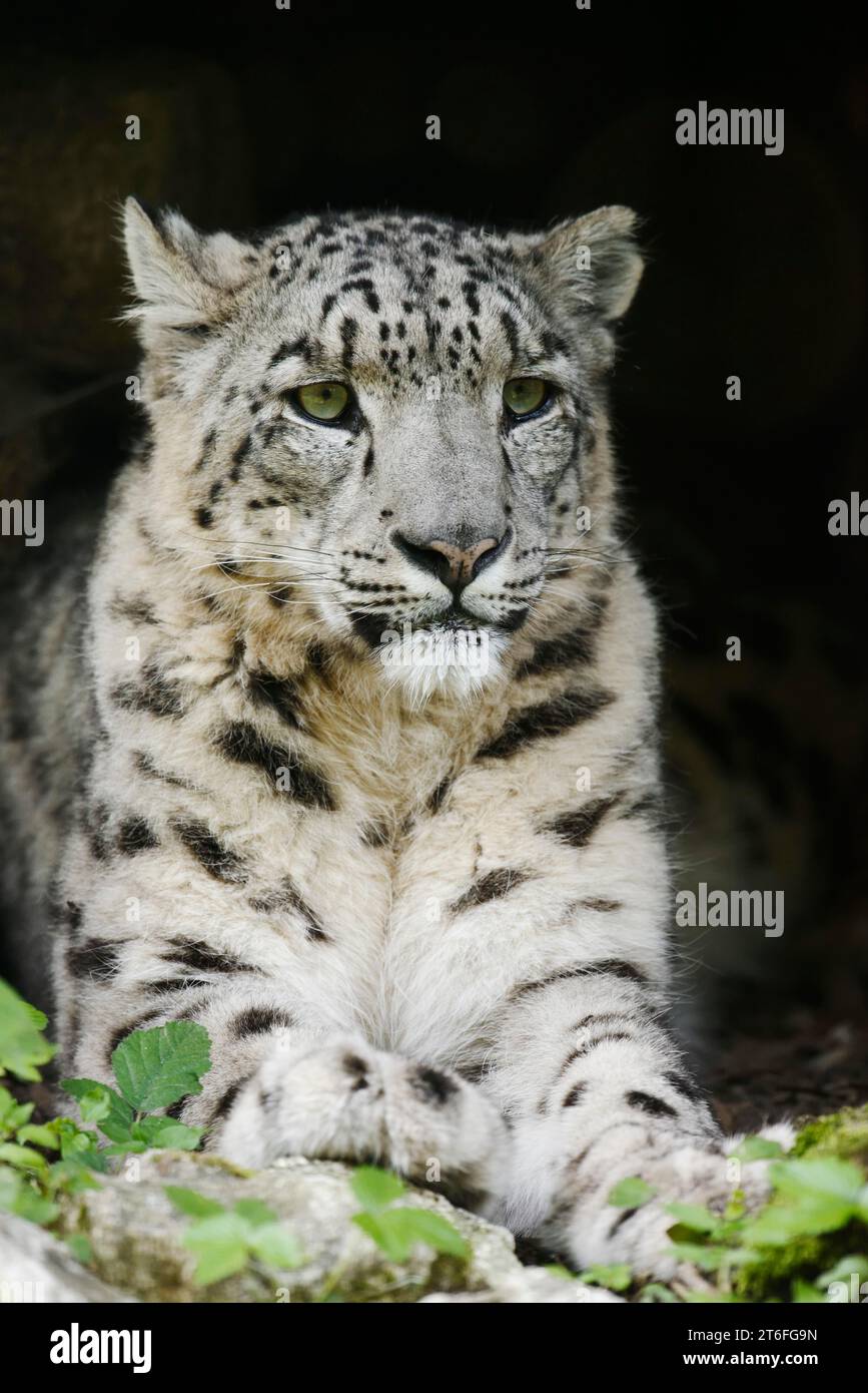 Leopardo delle nevi (Panthera uncia), in cattività, presente in Asia Foto Stock