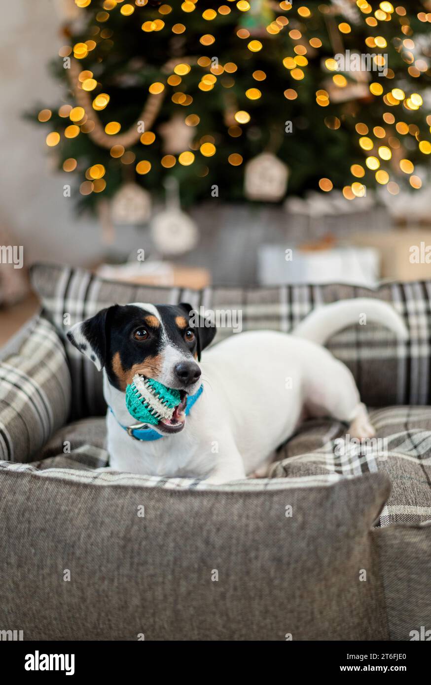 Jack Russell Terrier giace su un letto e stuzzica un giocattolo sotto un albero di vacanza con scatole regalo e luci per le vacanze. Sfondo festivo, primo piano Foto Stock