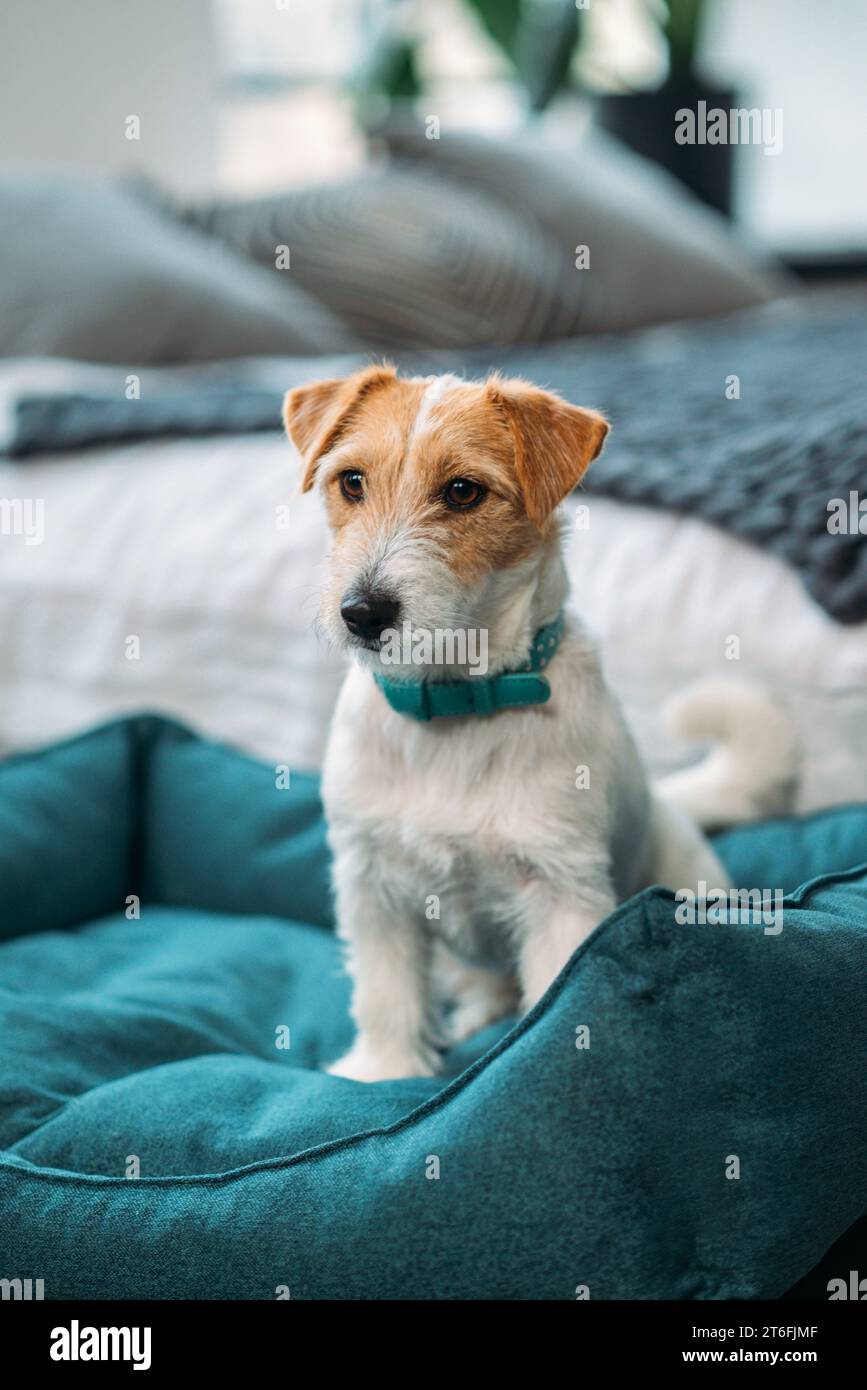 Il carino cane Jack Russell terrier seduto su un lettino blu. Un cane affascinante con divertenti macchie di pelliccia sul cappotto. Primo piano, ritratto Foto Stock