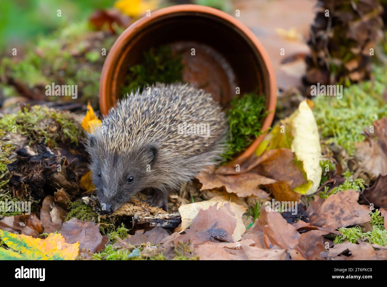 Ricci selvaggi e nativi che si nutrono in un giardino accogliente. Portato all'interno di un nascondiglio faunistico per monitorare la salute e la popolazione di questo mammifero in declino Foto Stock