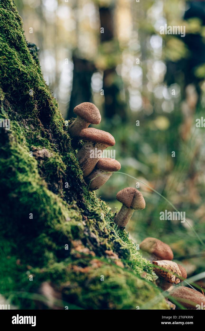 Funghi freschi al miele della foresta Foto Stock