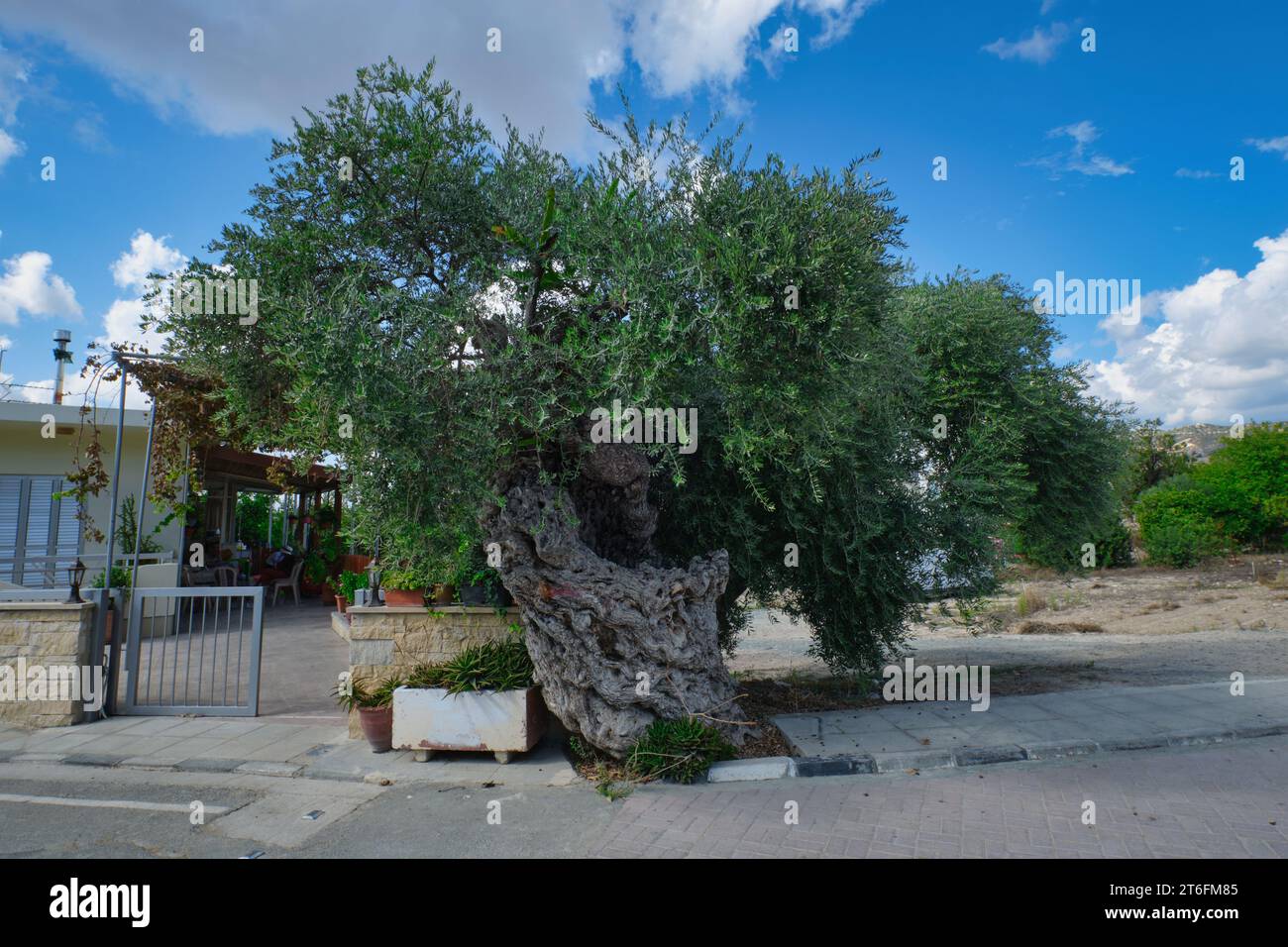 L'Ulivo seicentenario nel piccolo villaggio di Paramytha vicino a Limassol, Cipro Foto Stock