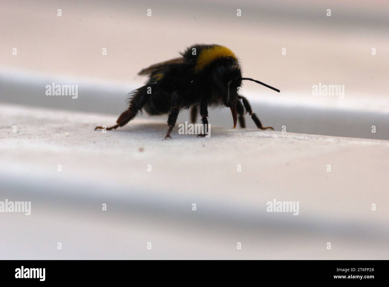 Primo piano di un bumblebee con dettagli del corpo gialli e neri Foto Stock