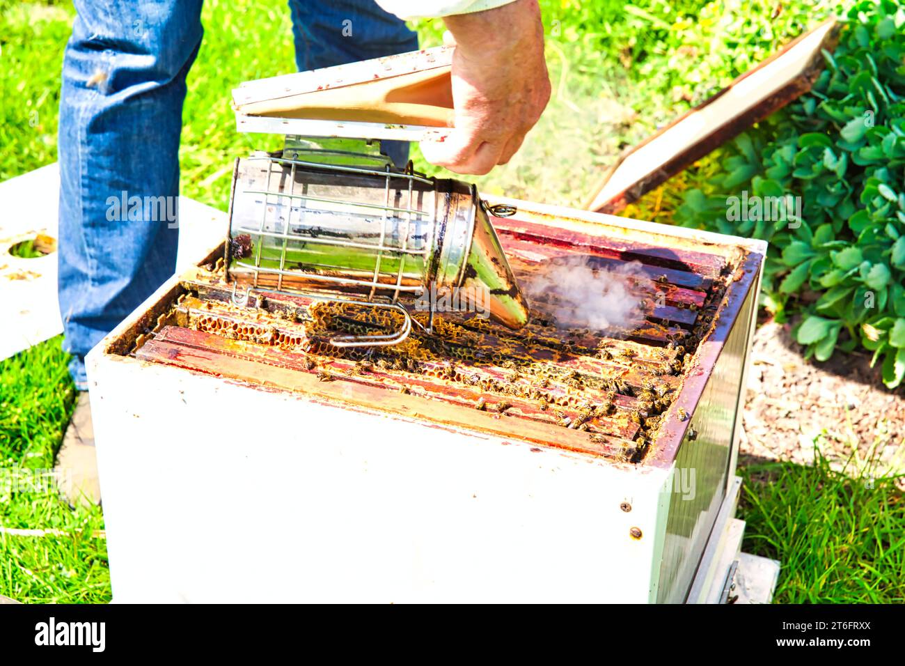 Un alveare box di essere fumato per calmare le api di lavoratore e di incoraggiarli ad allontanarsi dall'alveare aperto, consentendo un apicoltore di ispezionare l'alveare per p Foto Stock