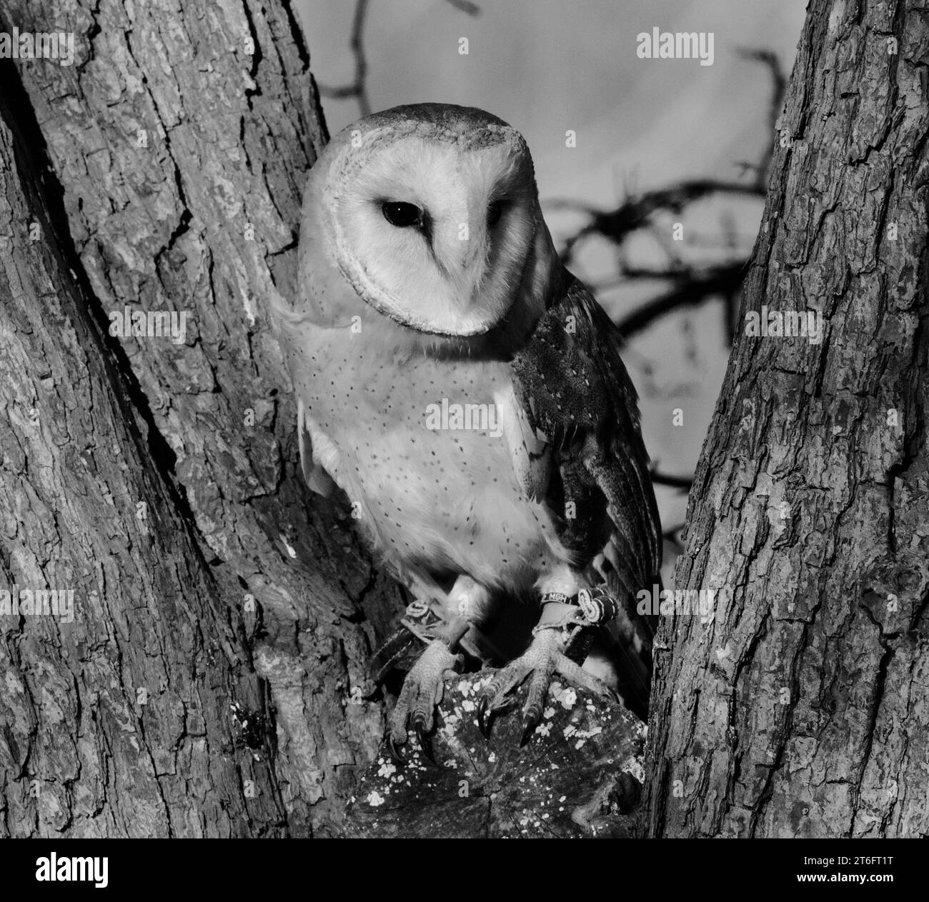James David Allen Photography Foto Stock