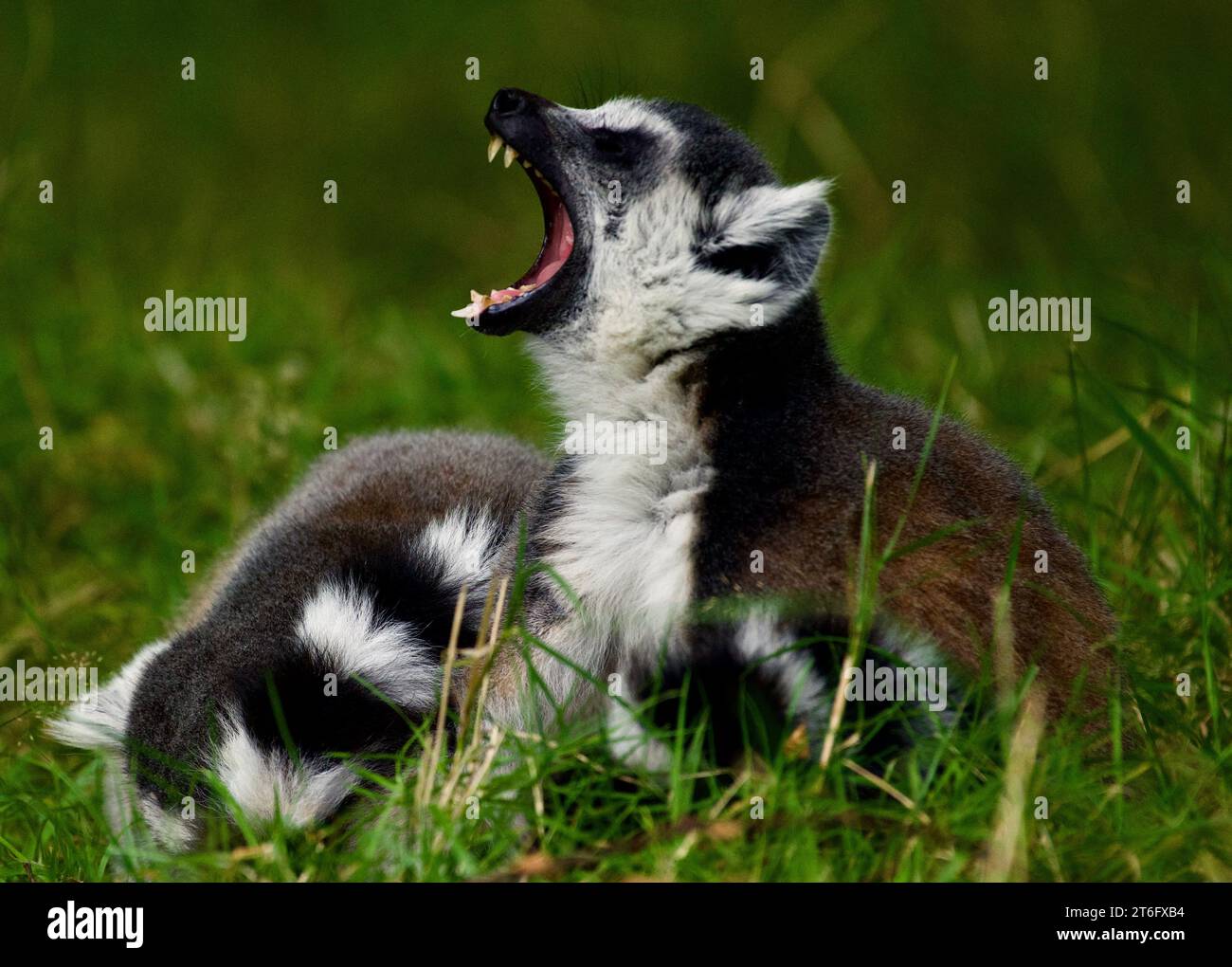 James David Allen Photography Foto Stock