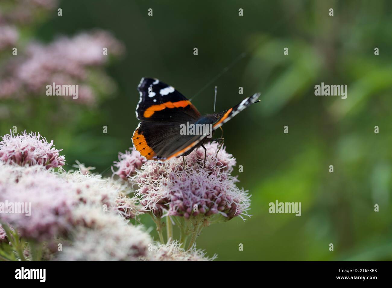 James David Allen Photography Foto Stock