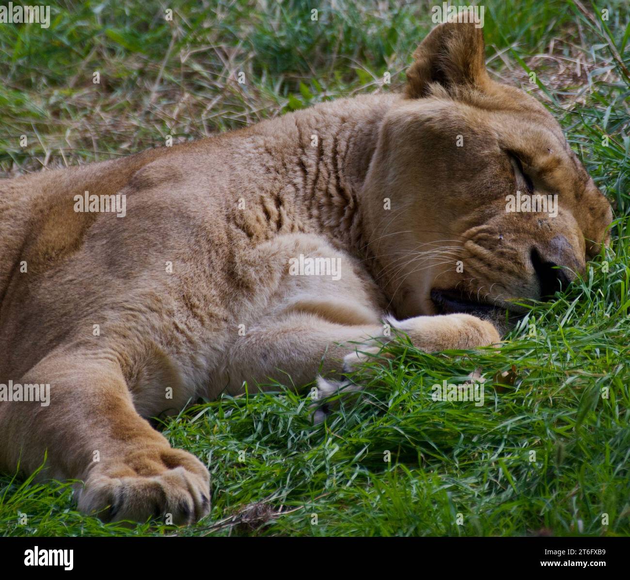 James David Allen Photography Foto Stock