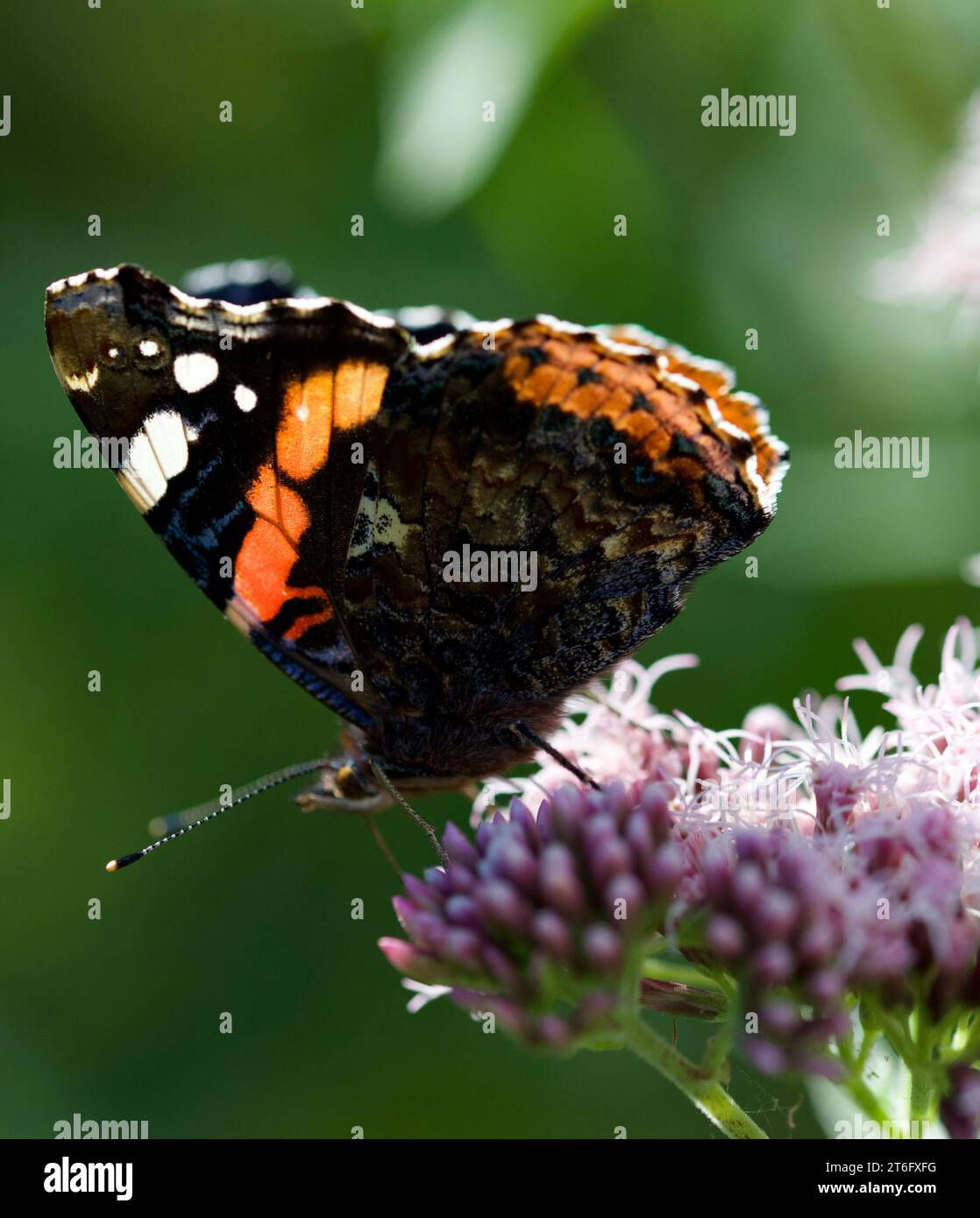 James David Allen Photography Foto Stock