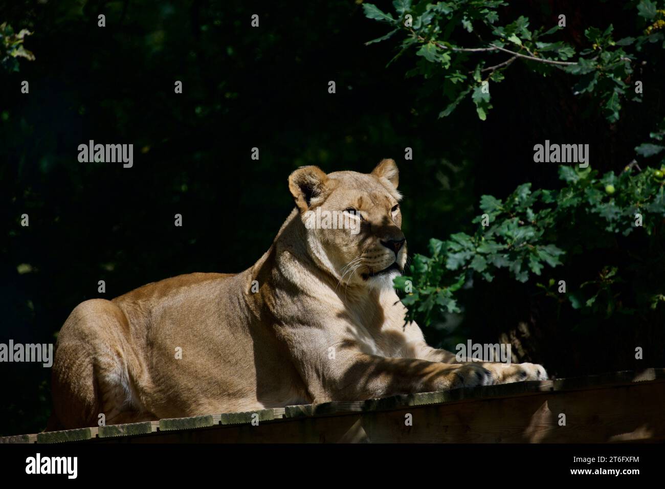 James David Allen Photography Foto Stock