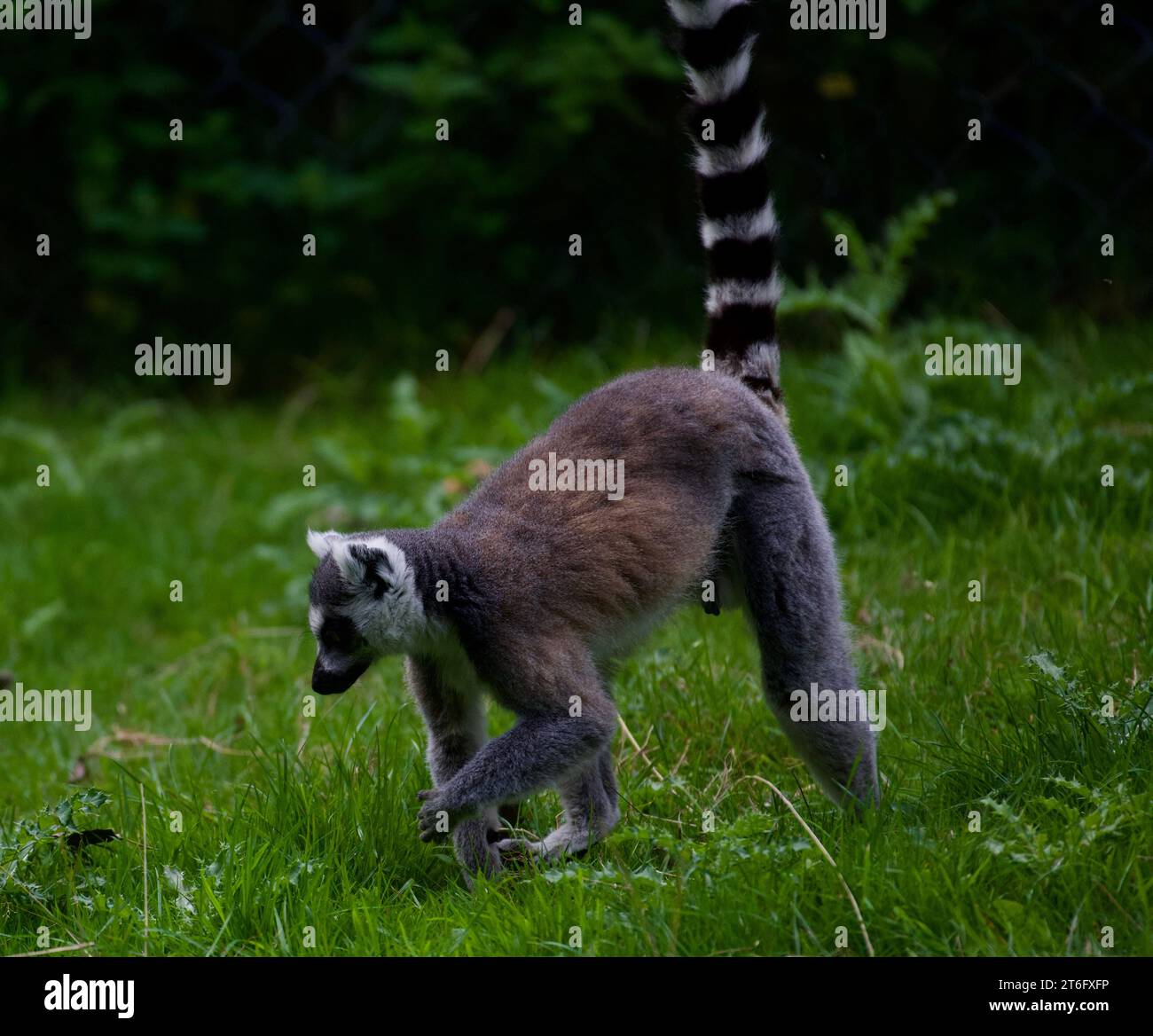 James David Allen Photography Foto Stock