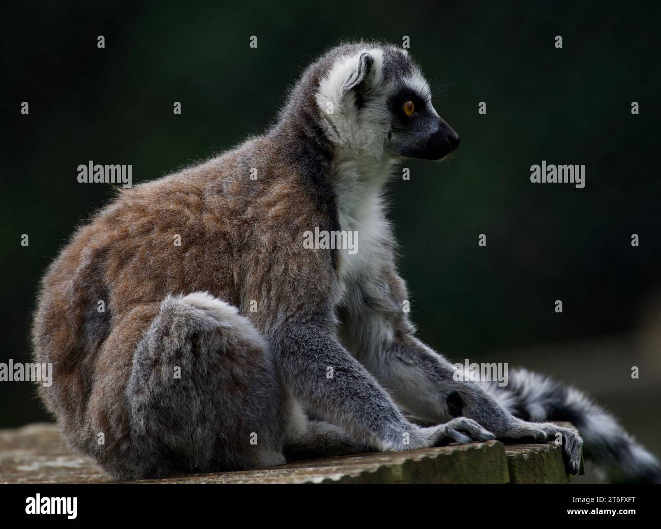 James David Allen Photography Foto Stock