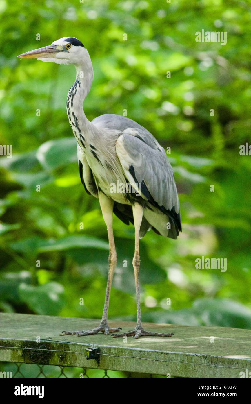 James David Allen Photography Foto Stock