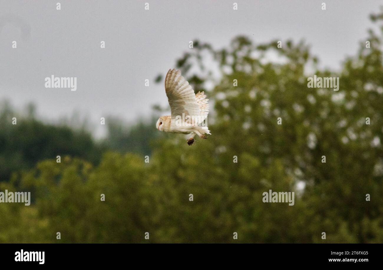 James David Allen Photography Foto Stock