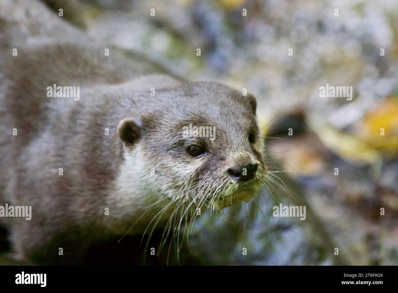 James David Allen Photography Foto Stock