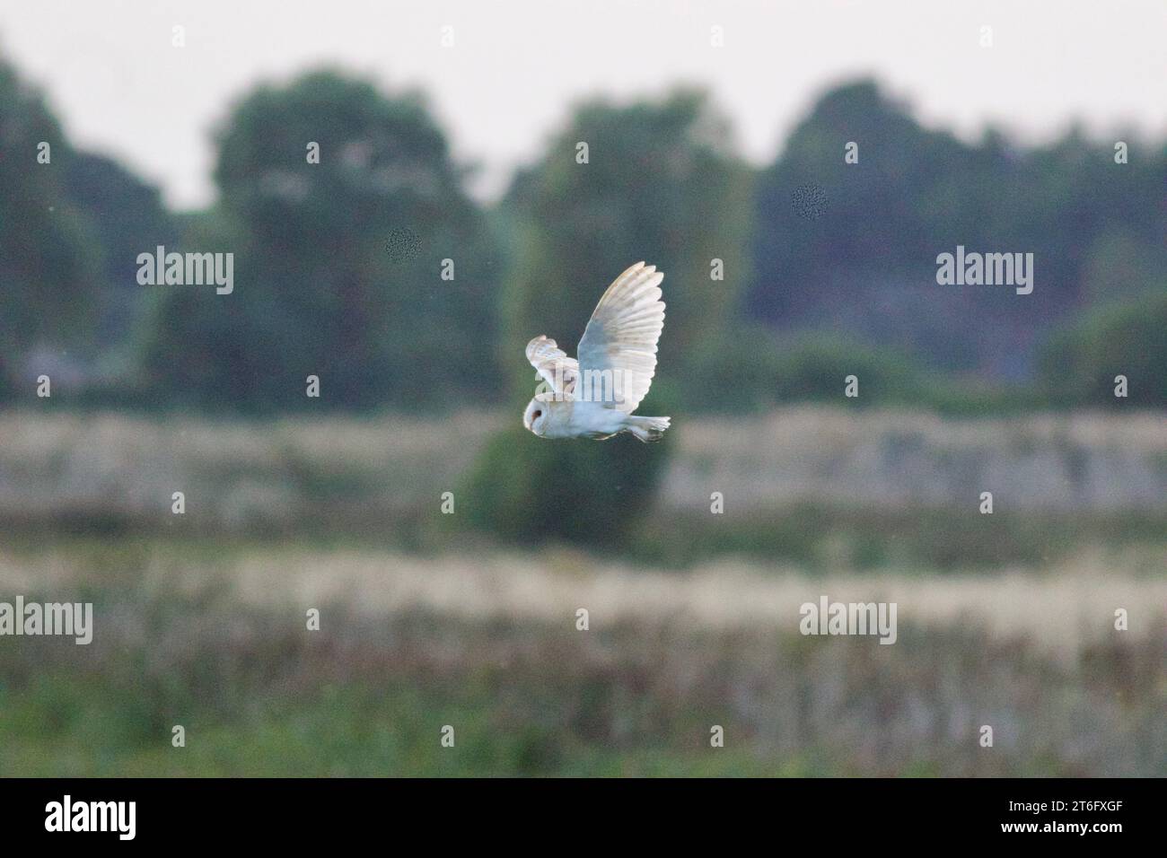 James David Allen Photography Foto Stock