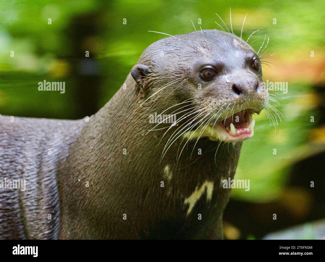 James David Allen Photography Foto Stock