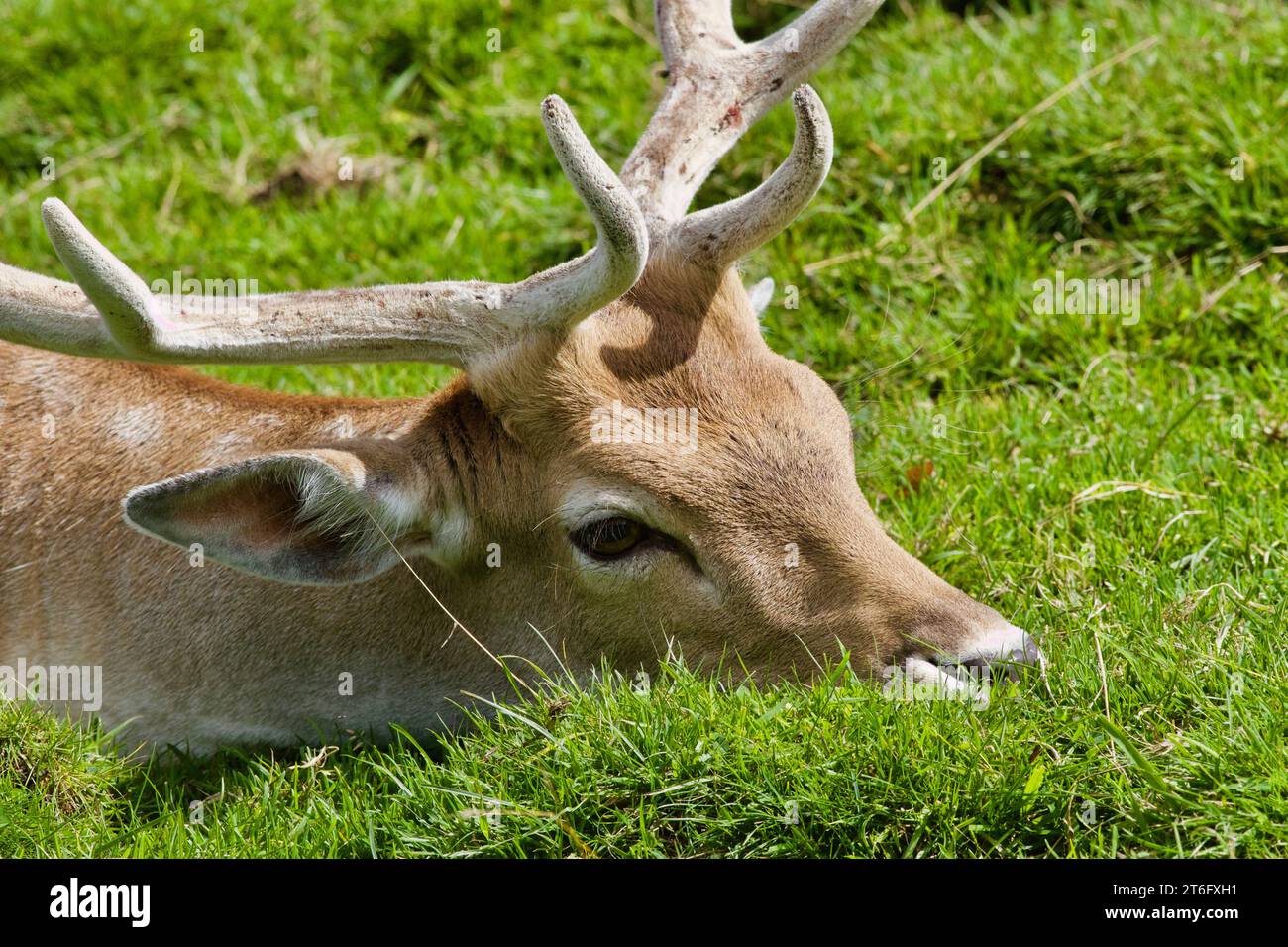 James David Allen Photography Foto Stock