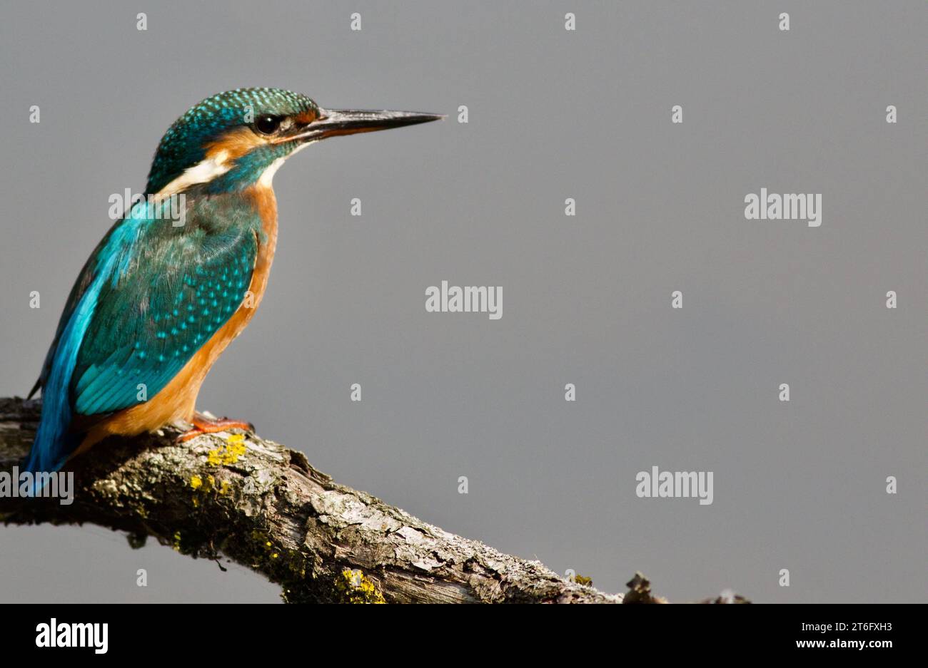 James David Allen Photography Foto Stock