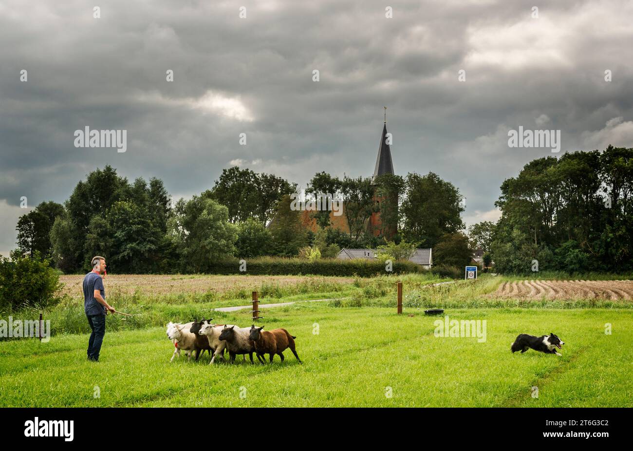 Un uomo pratica la pastorizia con il suo collie di confine vicino al villaggio di Saaxumhuizen a Groningen. Foto Stock