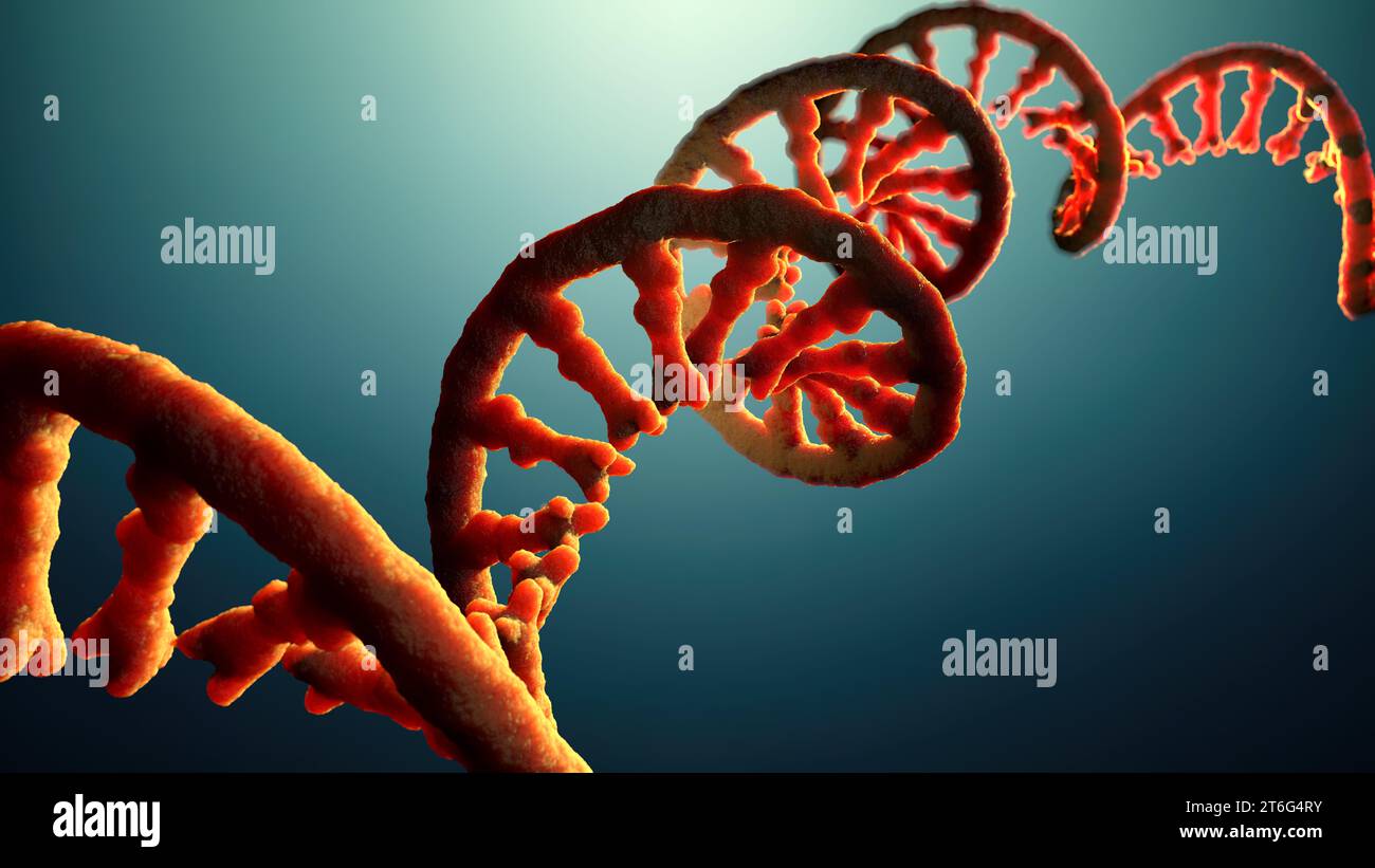 Molecola a filamento singolo di RNA chiamata acido ribonucleico messaggero - illustrazione 3d. Foto Stock