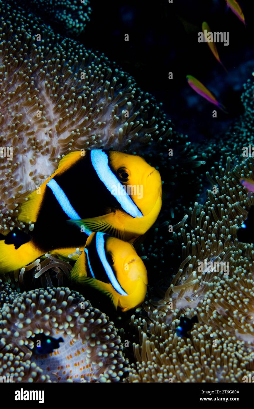 Un paio di anemonefish di Clark, (Amphiprion clarkii), Fiji Foto Stock