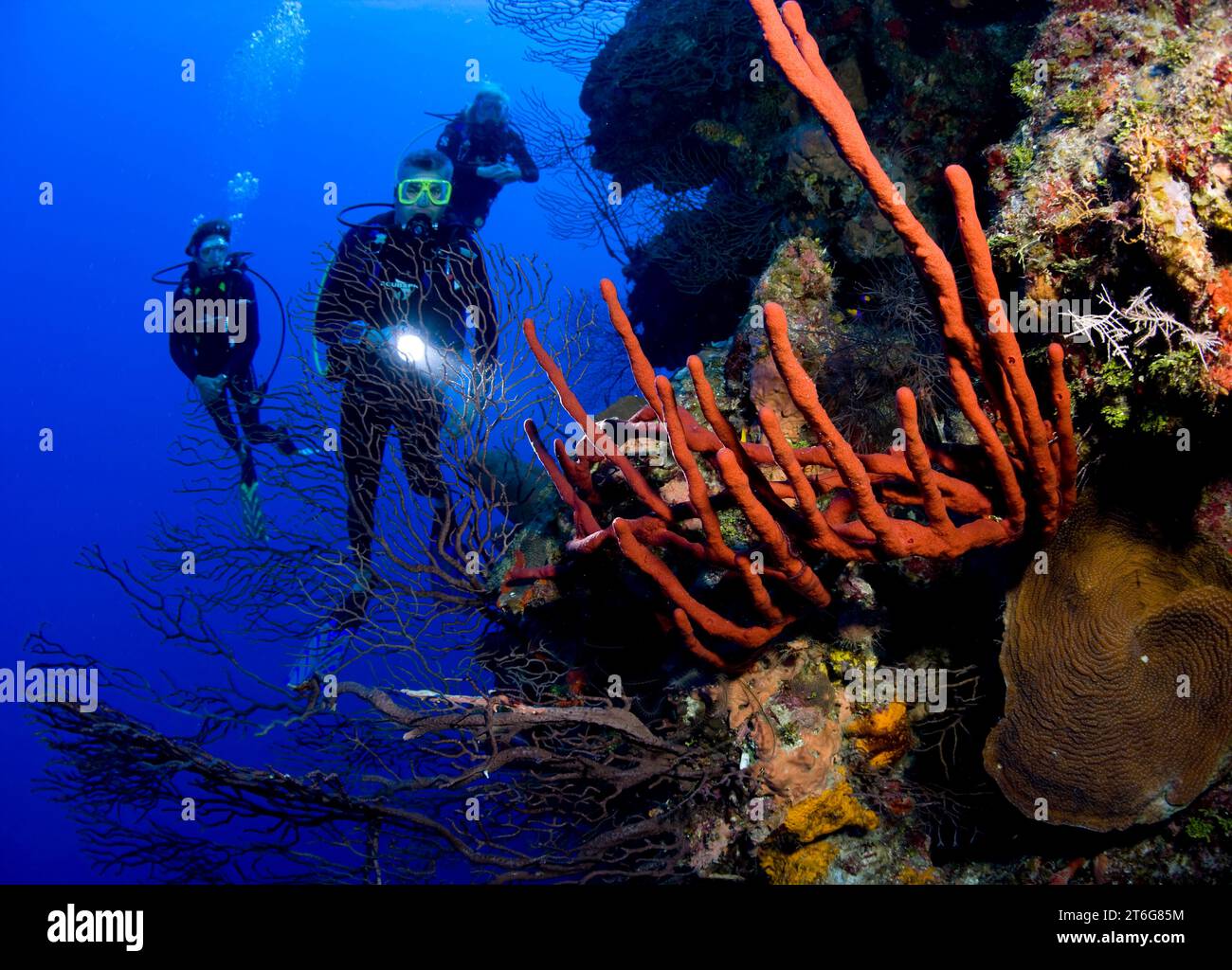 Immersioni subacquee durante le immersioni sulla parete nord dell'isola di Grand Cayman. Foto Stock