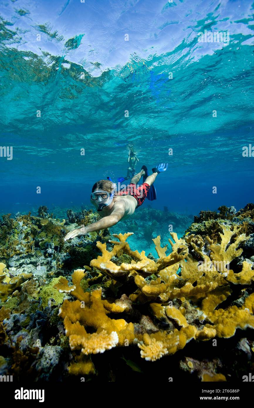 Gli amanti dello snorkeling su una barriera corallina, New Providence, Bahamas Foto Stock