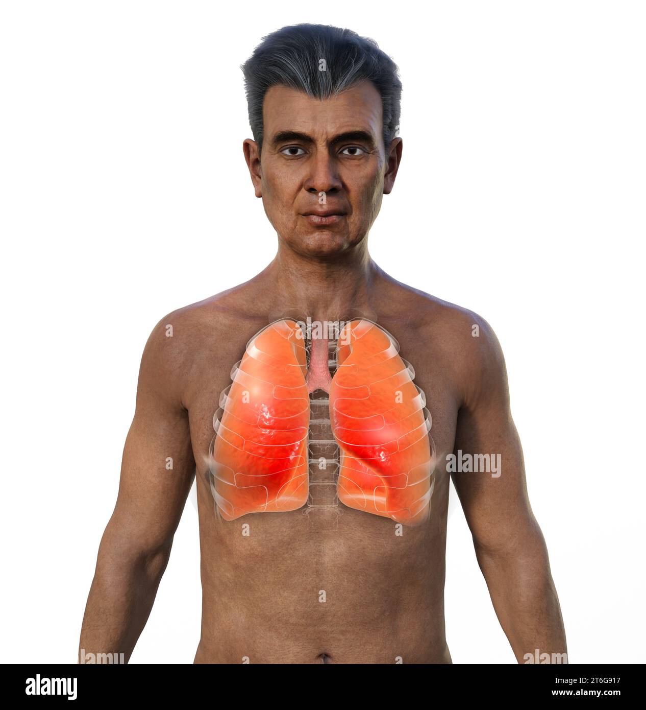 Un'illustrazione fotorealistica 3D della metà superiore di un uomo anziano con pelle trasparente, che mostra un paio di polmoni sani con dettagli intricati. Foto Stock