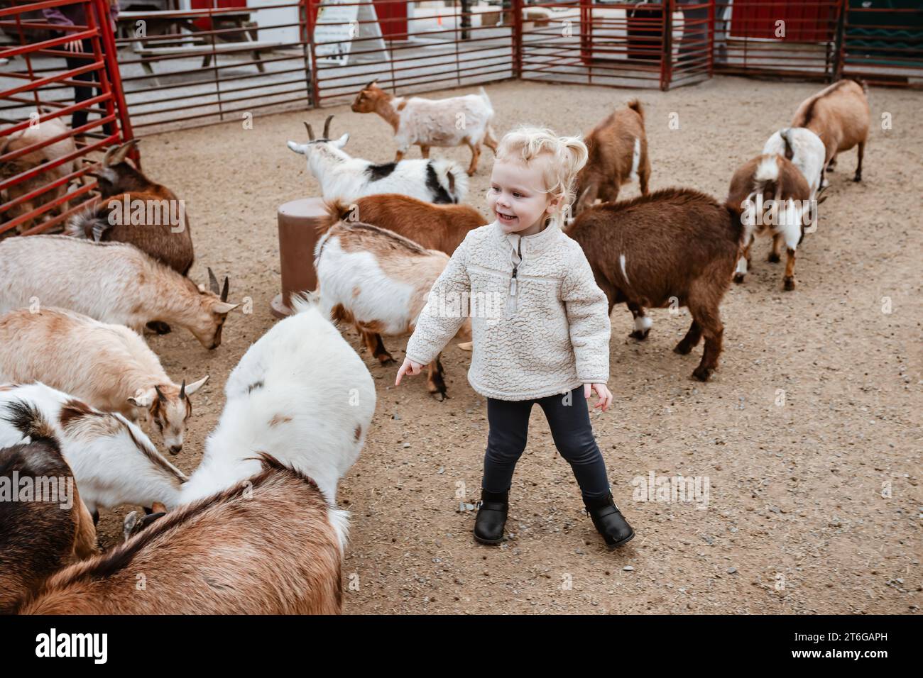 Bambino piccolo allo zoo di animali domestici circondato da capre Foto Stock