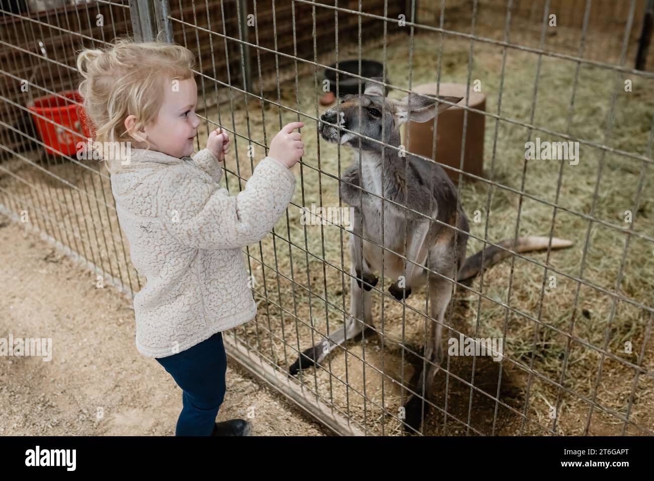 Bambini che interagiscono con i canguri allo zoo di animali domestici Foto Stock
