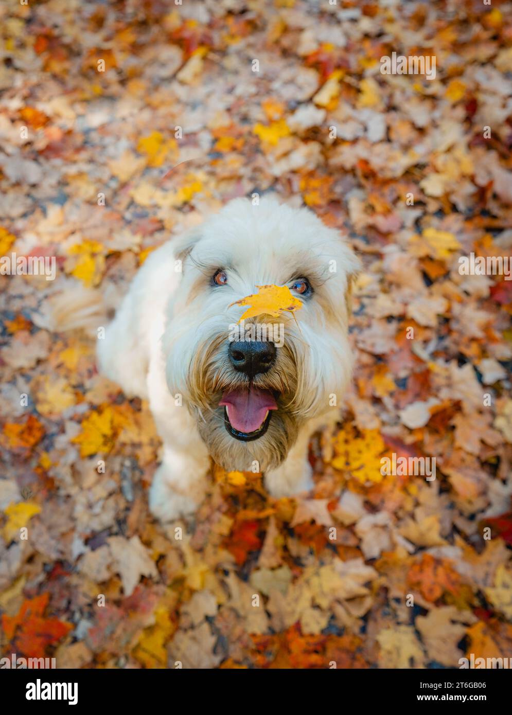 Carino cane soffice che guarda in alto dal terreno coperto di foglie il giorno d'autunno. Foto Stock