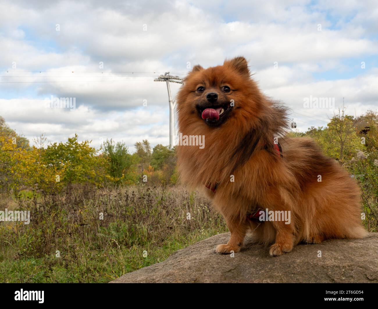Red Spitz sullo sfondo di un paesaggio autunnale. Ritratto di un cane seduto su una grande pietra. Foto Stock
