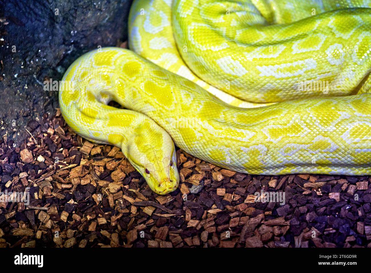 Primo piano sul grande serpente, Albino Burmese Phytron o Python bivittatus in nome scientifico, vista dall'alto. Foto Stock