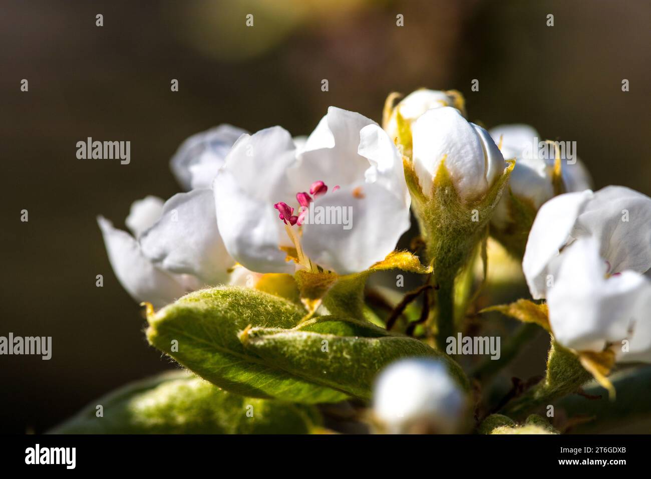Birnenblüte (Pyrus communis) a Nahaufnahme Foto Stock