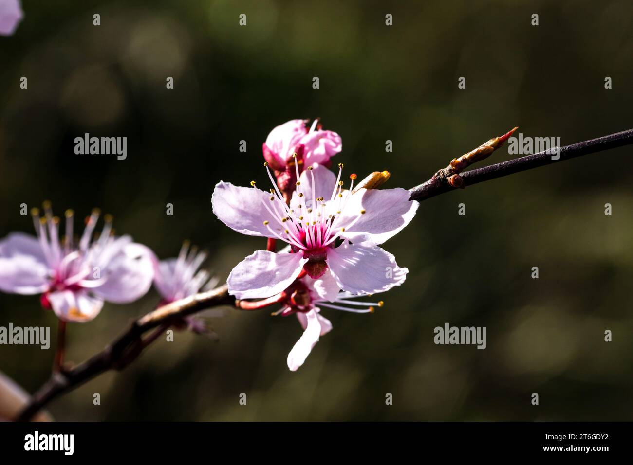 Eine blühende Blutpflaume (Prunus cerasifera) in der Makro Aufnahme Foto Stock