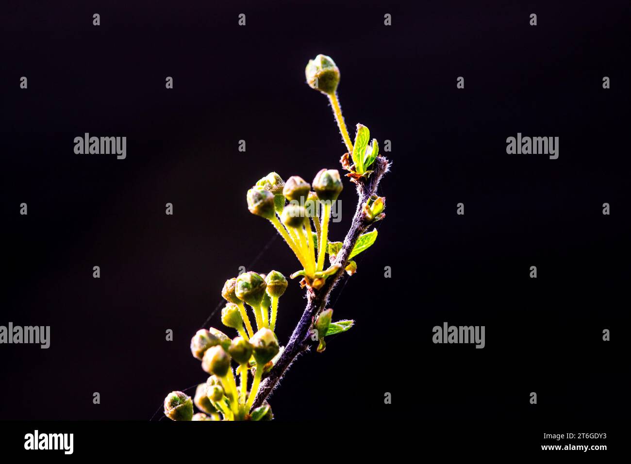 Schlehe (Prunus spinosa) in der Frühlingsblüte Foto Stock