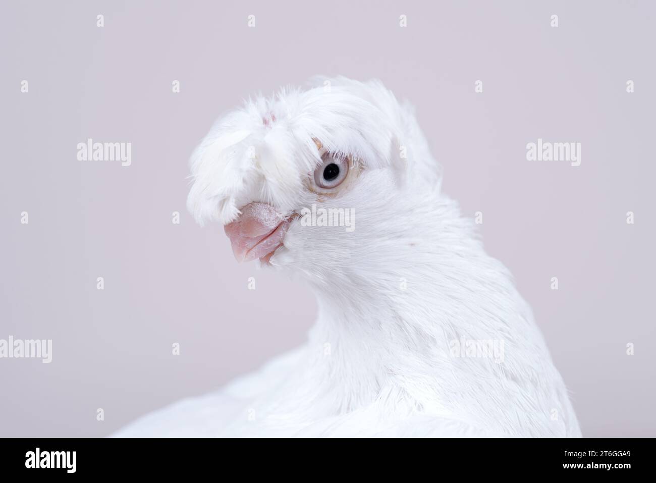La testa del gulbadam di razza di colomba bianca uzbeka. Foto Stock