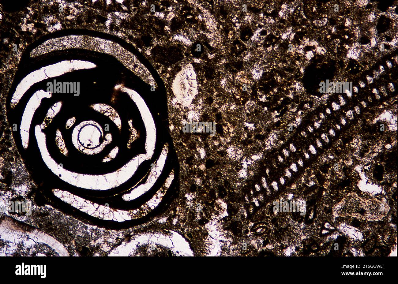I foraminiferi sono protisti microscopici. Fotomicrografo, luce polarizzata. Foto Stock