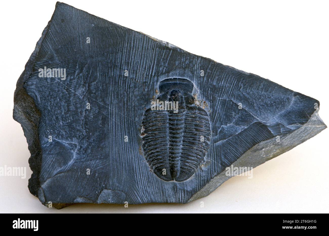 Trilobiti fossili (Elrathia sp.) Dal periodo Cambriano. Campione. Foto Stock