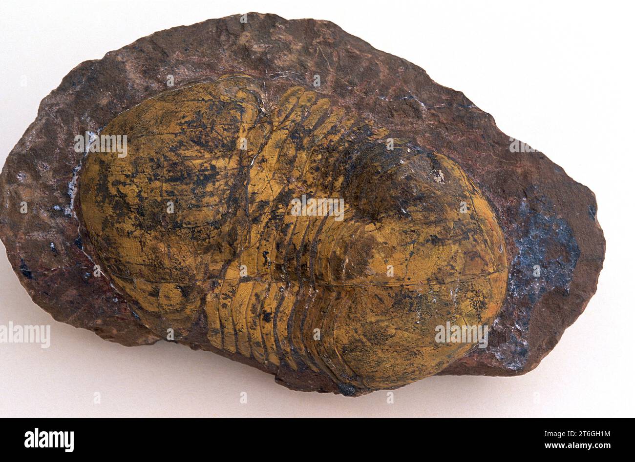 Trilobiti fossili (Paradoxides sp.) Dal periodo Cambriano. Campione. Foto Stock
