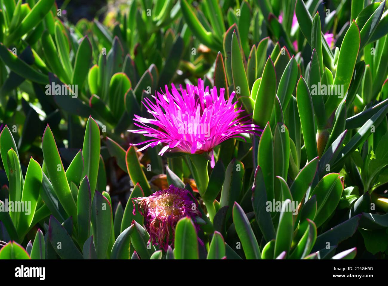 Il carpobrotus quadrifidus (Carpobrotus saureae) è una pianta perenne di creeping originaria delle coste occidentali del Sud Africa. Foto Stock