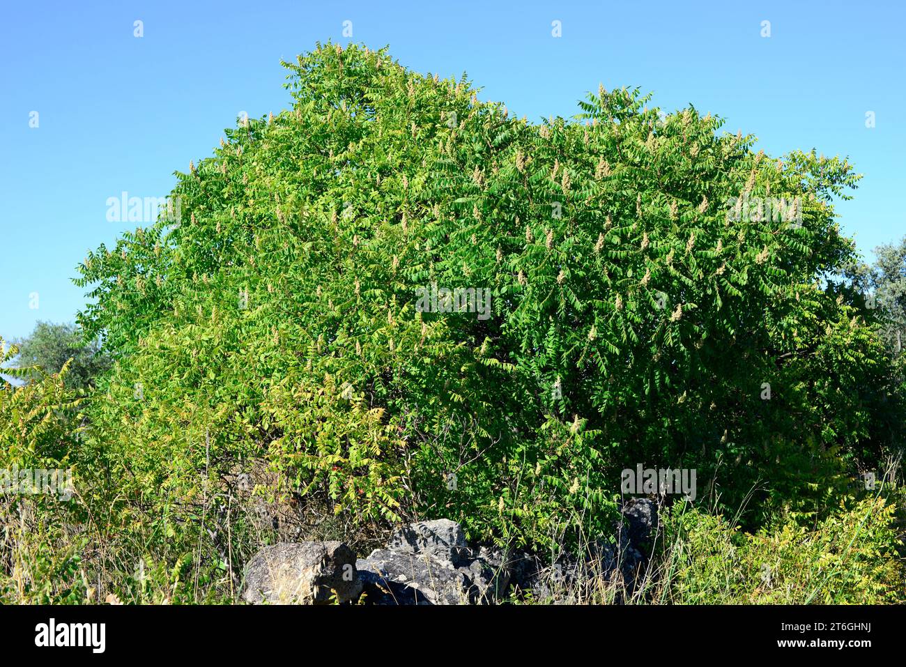 Il Sumac o sumac del conciatore (Rhus coriaria) è un arbusto deciduo originario dell'Europa meridionale e dell'Asia occidentale. Ceramiche per corteccia e foglie utilizzate per la concia in cuoio. Foto Stock