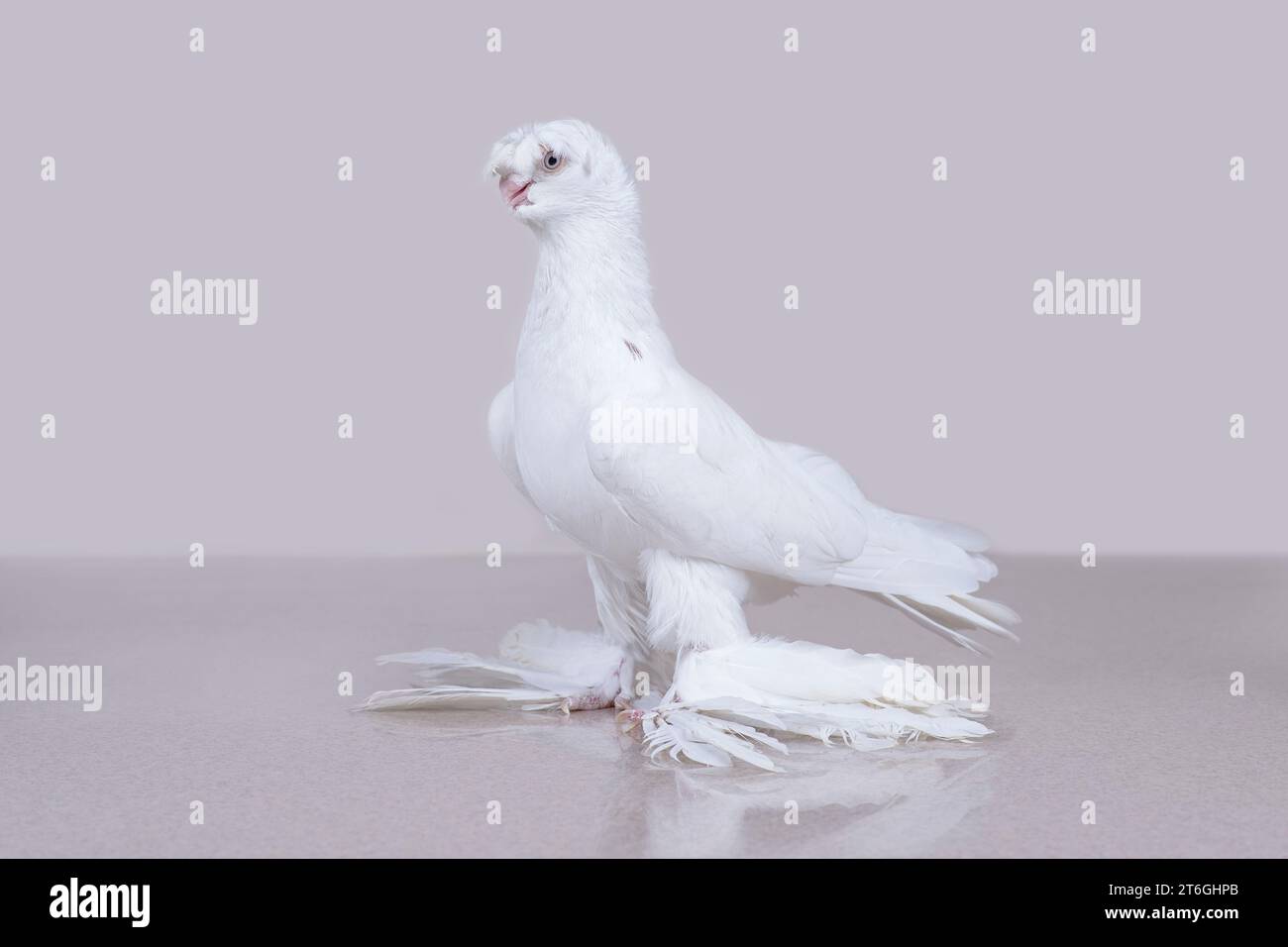 Il Gulbadam della colomba bianca uzbeka si trova su una superficie di marmo riflettente Foto Stock