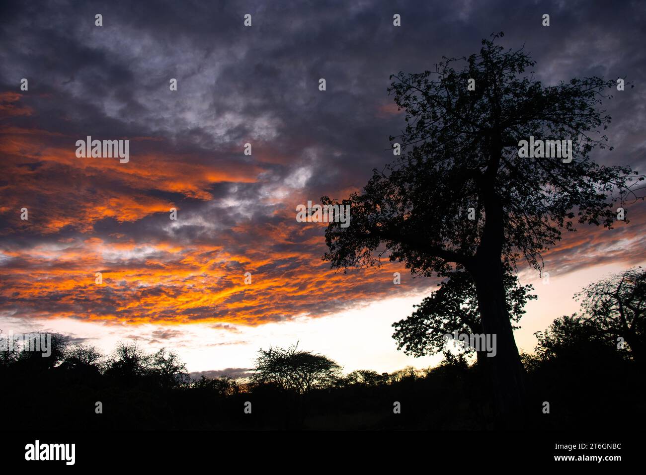 Un magnifico e antico Baobab si staglia contro l'ultimo bagliore del tramonto nel cielo. I baobab preferiscono aree più secche di bushveld al di sotto dei 1000 metri. Foto Stock