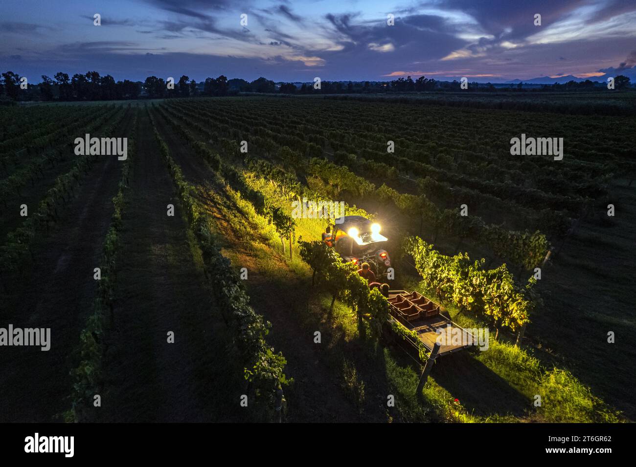 Italia, Campania, Caserta, Cellole, azienda Vitivinicola Villa Matilde Avallone - Villa Matilde Avallone - Vendemmia notturna di uve Falanghina Foto Stock