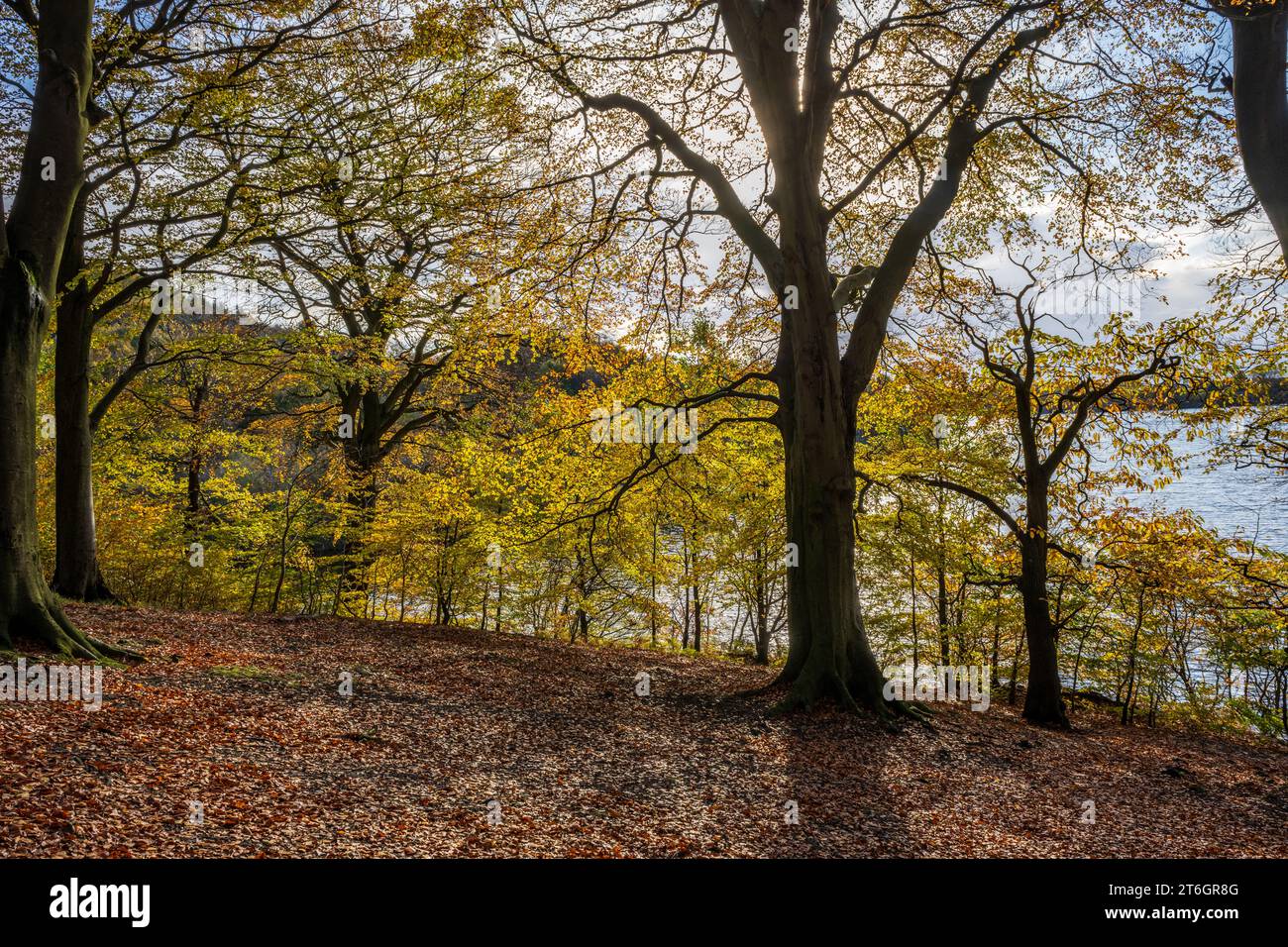 Colori autunnali sugli alberi e sulle foglie durante le passeggiate intorno alla zona di Chorley nel Lancashire, Inghilterra, Regno Unito Foto Stock
