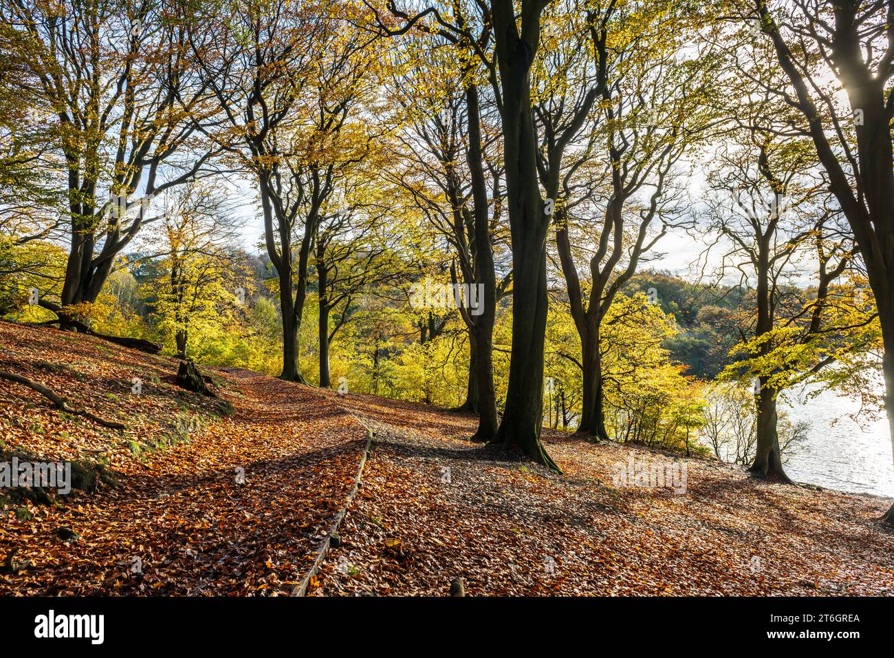 Colori autunnali sugli alberi e sulle foglie durante le passeggiate intorno alla zona di Chorley nel Lancashire, Inghilterra, Regno Unito Foto Stock