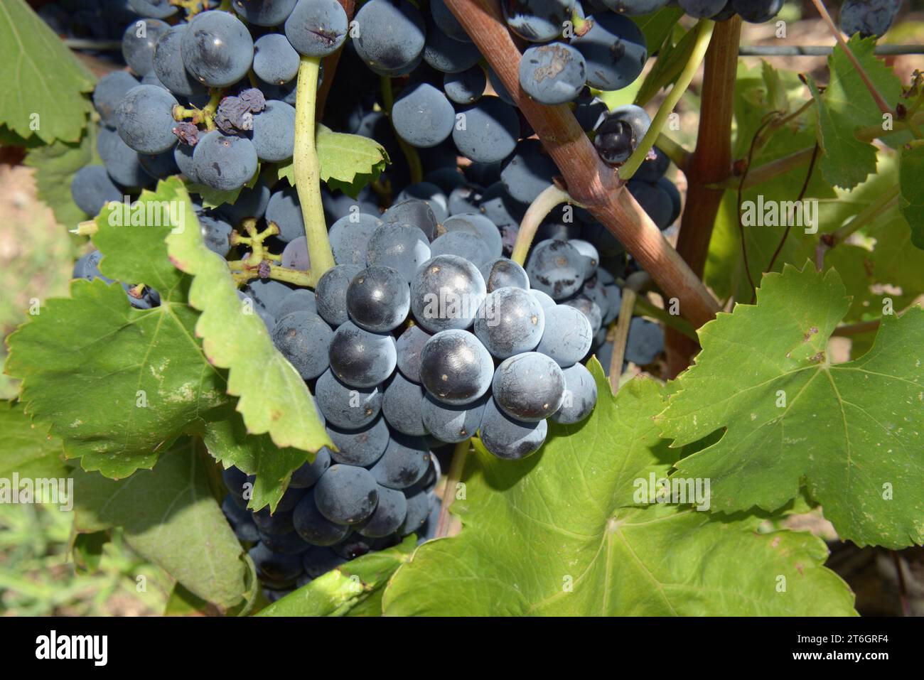 Italia, Campania, Caserta, Cellole, azienda Vitivinicola Villa Matilde Avallone - azienda vinicola Villa Matilde Avallone - vitigno Aglianico foto © S. Foto Stock