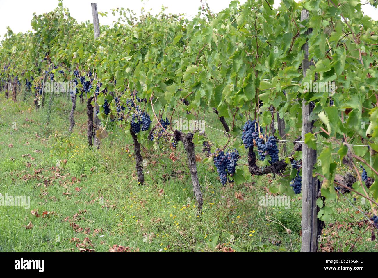 Italia, Campania, Caserta, Cellole, azienda Vitivinicola Villa Matilde Avallone - azienda vinicola Villa Matilde Avallone - vitigno Aglianico foto © S. Foto Stock